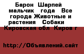 Барон (Шарпей), мальчик 3 года - Все города Животные и растения » Собаки   . Кировская обл.,Киров г.